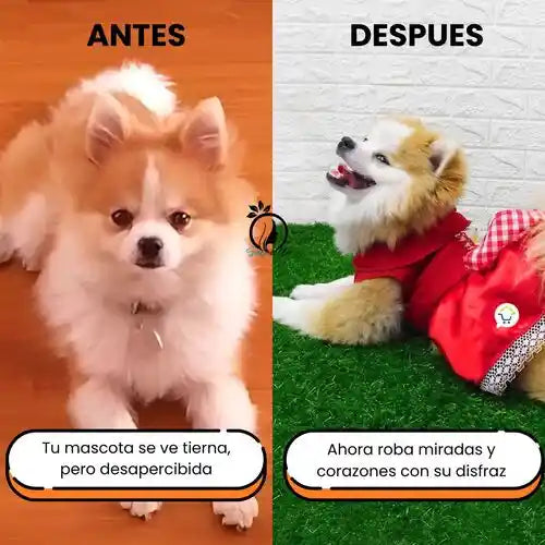 ¡Disfraces adorables para que tu mascota sea la estrella!